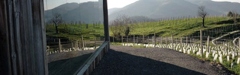 Bodega Berroja