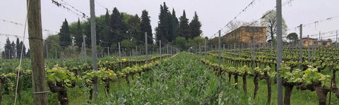 Tenuta Lenzini