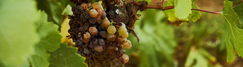 Bodegas Vinicola Real